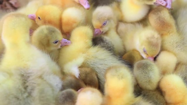 Danish Lehart goslings