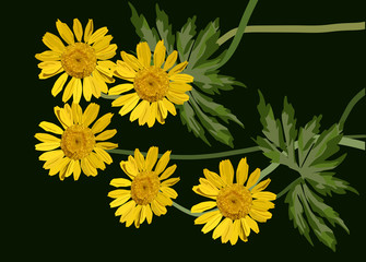 group of coltsfoot flowers on black illustration