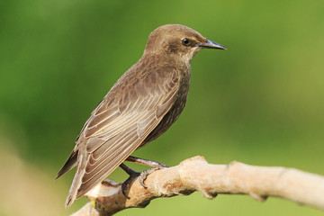 portrait young black starling sits on a branch
