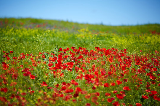 Beautiful poppies field © igor rotari
