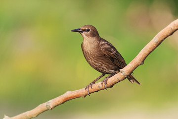 young starling sits on a branch