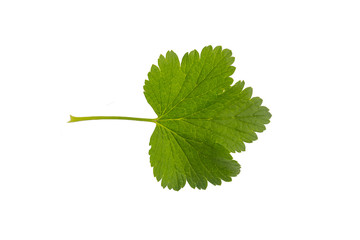Black currant leaf isolated on a white background. Herbarium series.