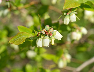 Blueberry blossoms with a blurred background.