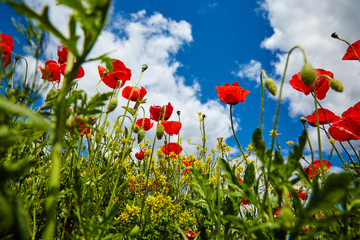 beautiful poppies field
