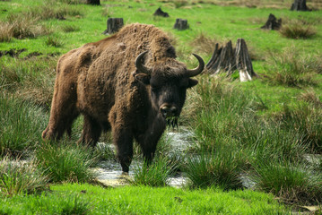 BELOVEZHSKAYA PUSHCHA, BELARUS - MAY, 2013: European Bison (Biso