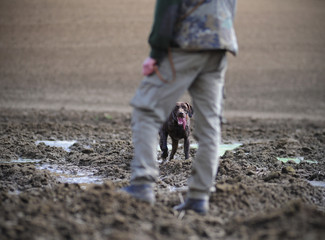 Hunter legs with hunting dog,german pointer, brown dog