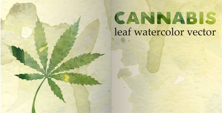 Marijuana leaf on the old watercolor paper background, vector image