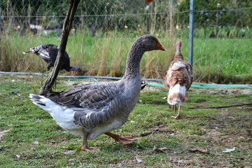 Domestic geese and turkeys family graze on traditional village barnyard. Gander feed on rural farm yard.