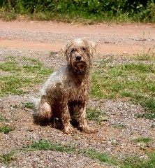 Dirty dog Cindy.