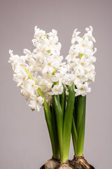 Jasmine flower. Jasmine flower isolated on colorful background.