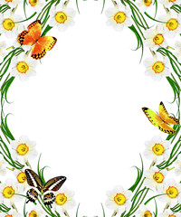 Fototapeta premium spring flowers narcissus isolated on white background