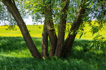 Fototapeta premium Tree with several trunks against summer background