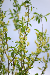 Pussy-willow branches with catkins