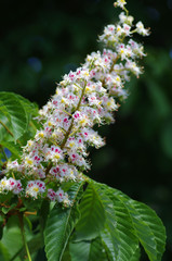 A branch of a flowering chestnut in spring
