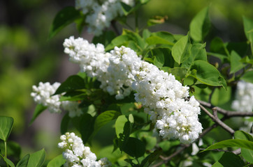 Branches of white lilac blossoms in spring