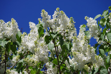 Takken van witte lila bloesems in het voorjaar
