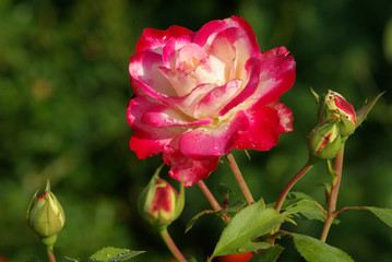 Rose: 'Jubile du prince de Monaco'