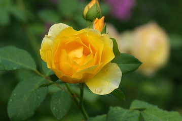 Rose in the garden