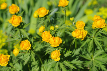 Globeflower