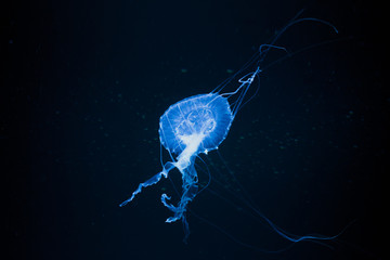 Jellyfish glowing under water