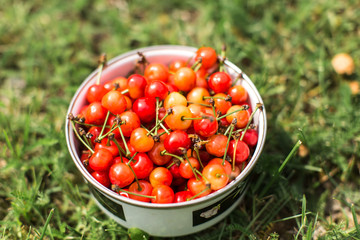 bowl of cherries on green grass