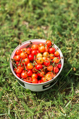 bowl of cherries on green grass