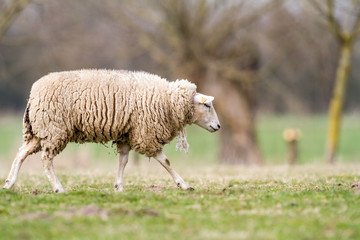 Fototapeta premium sheep on the field