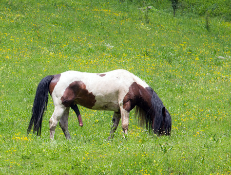 male horse in erection