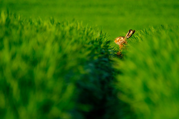 Wild hare in a green field