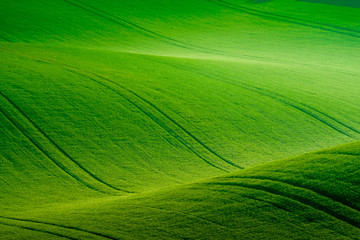 Naklejka premium Green wavy hills in South Moravia