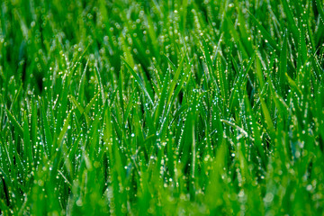Grass with dew drops