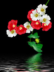 colorful bright flowers mallow isolated on black background