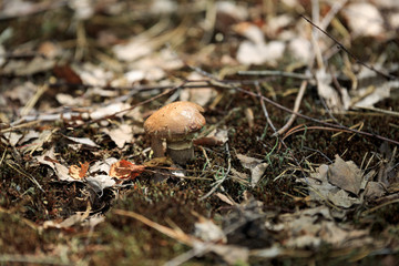 Mushrooms in nature with shallow depth of field