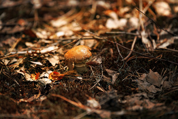 Mushrooms in nature with shallow depth of field