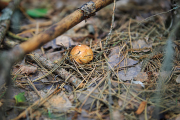 Mushrooms in nature with shallow depth of field