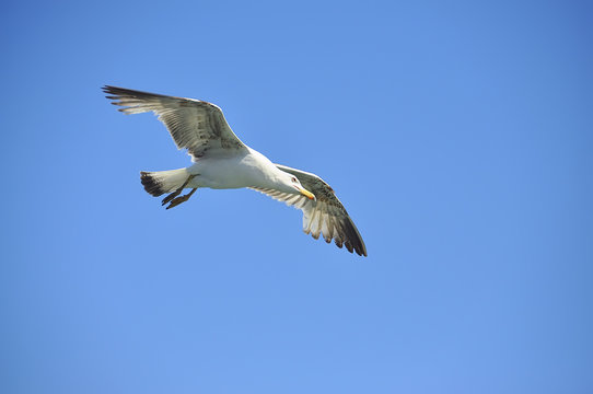 seagull in flight against a bright blue sky. great wings outstretched.

