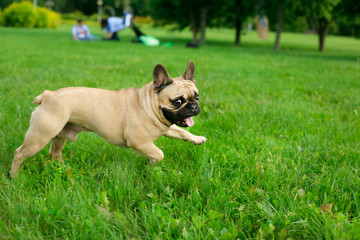 Obraz premium Cute dog breed Bulldog relaxing in the grass
