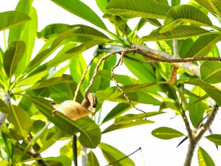 Peel fruit