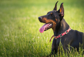  black doberman dog