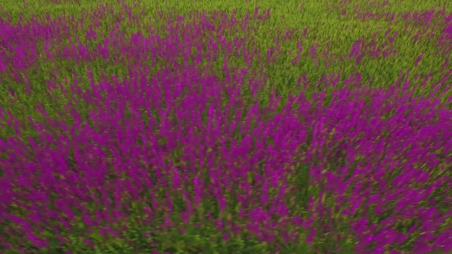 aerial view of a large field of beautiful purple flowers irises