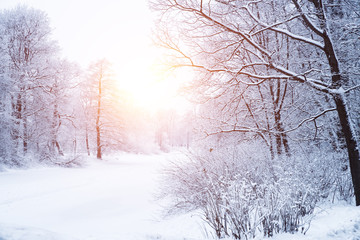 Winter background, landscape. Winter trees in wonderland. Winter