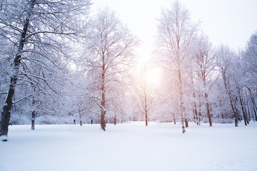 Winter background, landscape. Winter trees in wonderland. Winter