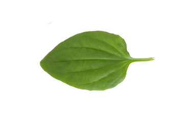 Plantain weed leafs isolated on a white background. Medical herb series.