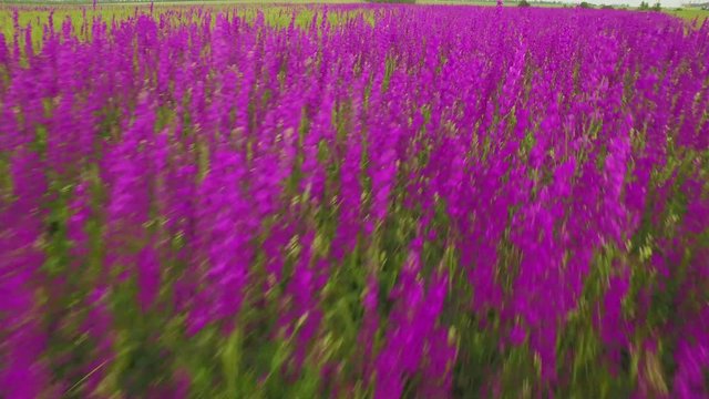 aerial view of a large field of beautiful purple flowers irises