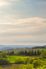 Panoramic view of a vineyard in the Tuscan countryside