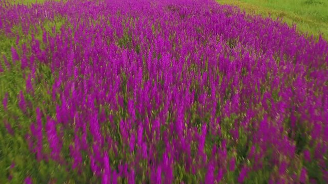 aerial view of a large field of beautiful purple flowers irises