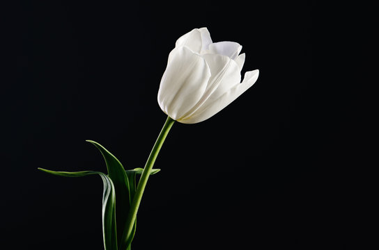 single white tulip on a black background. horizontal. space for
