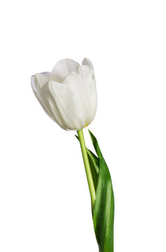 single white tulip isolated on a white background vertical