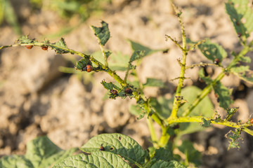 Eaten leaves of potato by larva Colorado potato beetle (Leptinotarsa decemlineata).