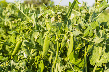 Pisum sativum L. - pea.
